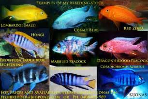 African Cichlids ..20 colourful types. Fish Pets Please