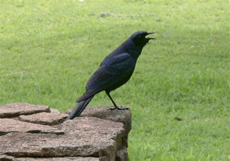 Corvus Capensis The Cape Crow