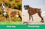 Male vs Female Dog: The Differences (With Pictures) | Pet Keen