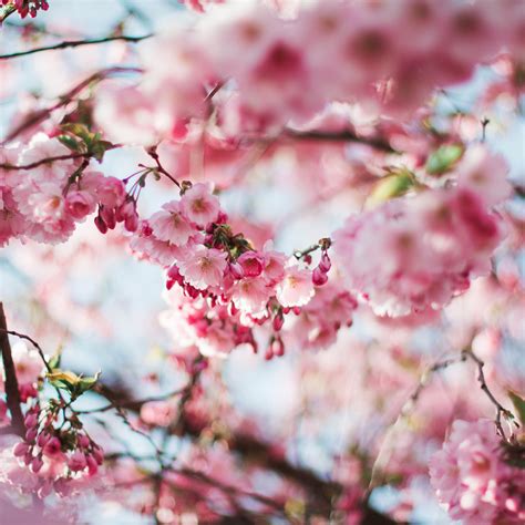 Android Wallpaper Nx72 Spring Cherry Blossom