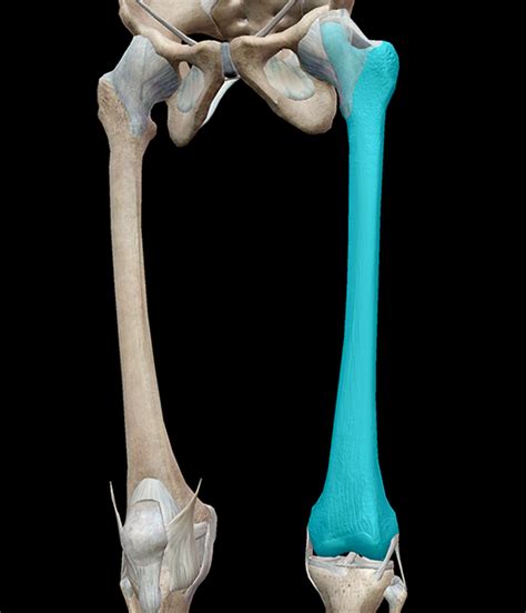 The calcaneus, or heel bone, is the largest tarsal bone and rests on the ground when the body is standing. 3D Skeletal System: 5 Cool Facts about the Femur