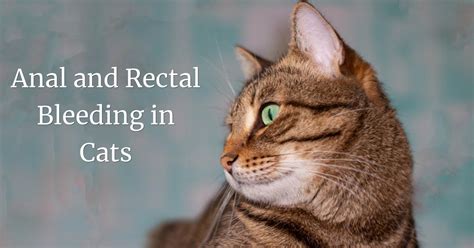 Cat Impacted Anal Glands Symptoms Telegraph