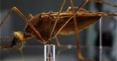 Meddling In Mosquitoes Sex Life Could Cut Malaria