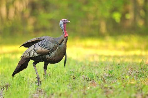 Wild Turkey Lewisboro Field Guide