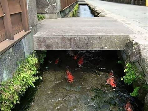 Drainage Canals is the Home of Colorful Japanese Koi Fish