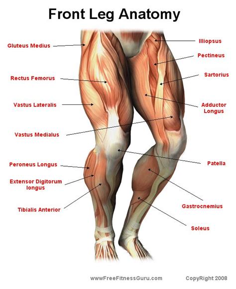 In human anatomy, the muscles of the hip joint are those that cause movement in the hip. front leg anatomy Ive been looking for this | Always Smile ...
