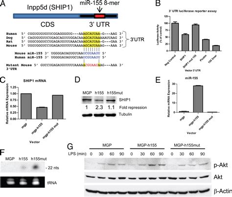 inositol phosphatase ship1 is a primary target of mir 155 pnas
