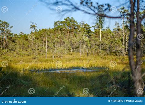 Pine Tree Growe In Sunny Summer Forest With Blur Background Stock Image