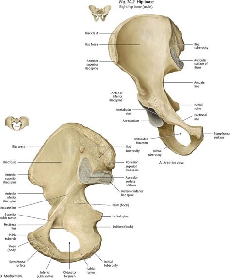 Bones Ligaments And Joints Atlas Of Anatomy Hip Bones Anatomy