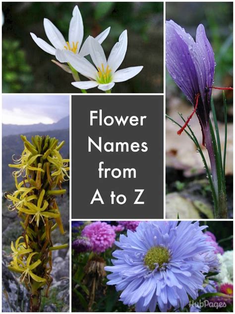 List Of Flower Names Hubpages