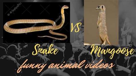 Snake Vs Mongoose Fighting Video Youtube