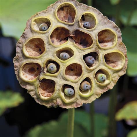 Are You Scared Of Holes Here Are The Facts On Trypophobia