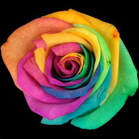 Send A Single Happy Rainbow Rose Buy A Single Happy Rainbow Rose