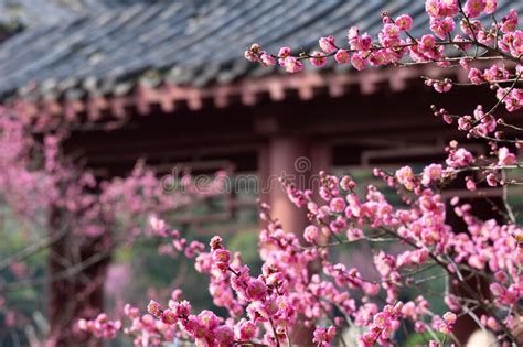 Spring Plum Blossoms And Park Scenery In East Lake Plum Garden In Wuhan