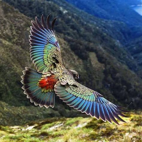 New Zealand Kea Parrot Nature Animals Beautiful Birds Colorful Birds