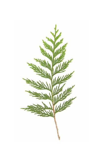 Cedar Branch Leaf Tree Isolated Oil Branches