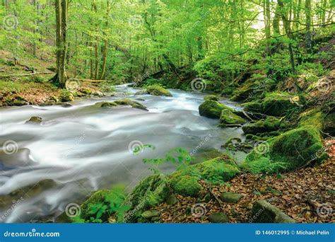 River In The Ancient Beech Forest Stock Image Image Of Nature Rock