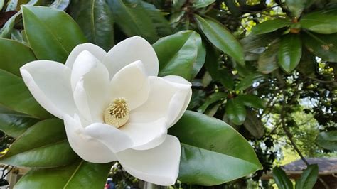 I forgot that the flowers looked like that and i think the tree is a little too big to be a dogwood now that i think about it. White Southern Magnolia Flower In Bloom On Tree Atlanta ...