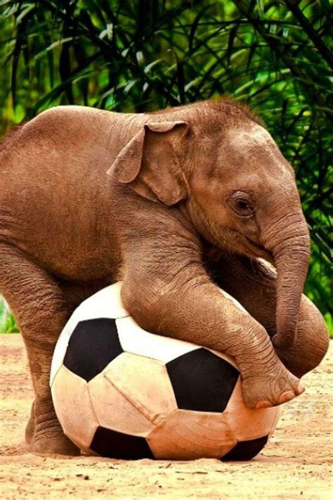 Soccer Cute Animals Pinterest