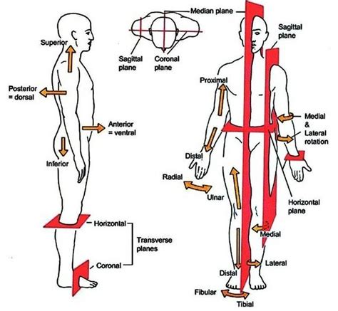 Anatomical Planes In Human Body Medizzy