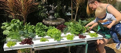 The Salad Table Smart Garden Herbs Indoors Vertical Garden Urban