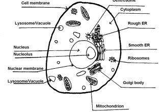 Maybe you would like to learn more about one of these? 5 label plant cell worksheet : Biological Science Picture ...