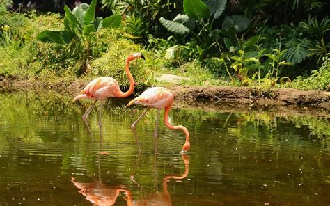 Wallpaper Birds Animals Nature Wildlife Zoo Jungle Flamingos