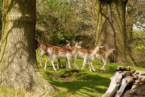 Deer In Knole Park Sevenoaks Kent © Peter Trimming Geograph