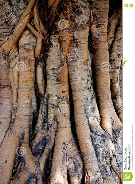 Giant Sacred Tree An Ancient Camphor Tree Ookusu Or Big Tree Is Over