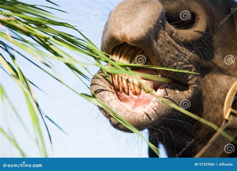 A Horse Eating Grass Stock Photo Image Of Mammal Mouth 9722906