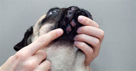 How Do You Know If Your Dog Has Skin Allergies