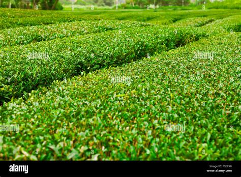 Green Tea Plantation At Jeju Island South Korea Stock Photo Alamy