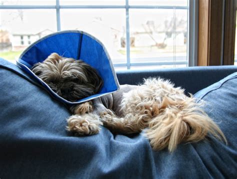 Deworming of pyrantel pamoate included for roundworms and hookworms. Laparoscopic Pet Surgery | Surgical Veterinarians in Tulsa