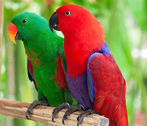 Eclectus Parrots Parrot Parrot Bird Pet Birds