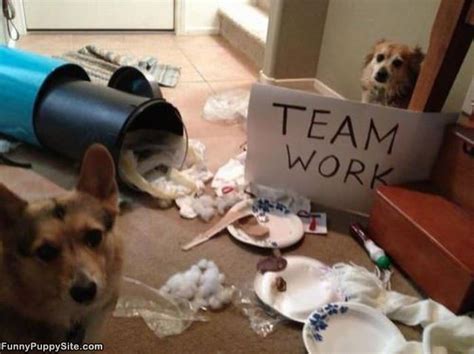 Irrelevant but that is sooo cute!! Good Team Work - funnypuppysite.com
