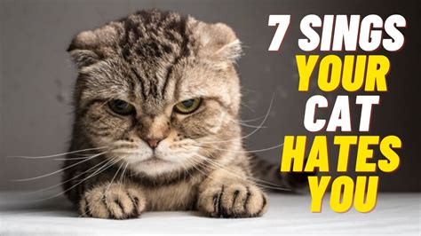 7 Signs Your Cat Hates You 😾 Understanding Feline Aggression Youtube