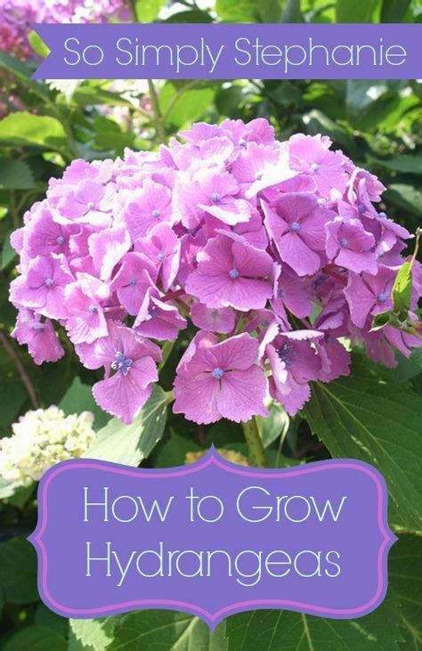 How To Grow Hydrangeas Tutorial For Everything You Need To Know About