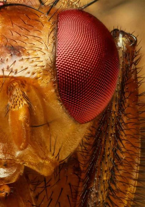 Introduction To Drosophila IntechOpen