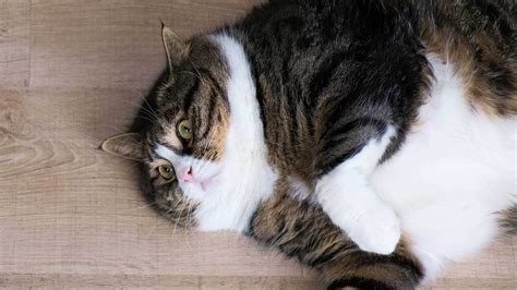 Half Of Americas Cats Are Overweight Or Obese Study Finds Fox News