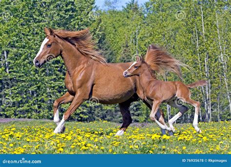 Mare And Foal Galloping Together Stock Photo Image Of Meadow Breed