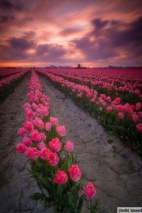 Field Of Pink Roses Beautiful Flowers Love Flowers Nature