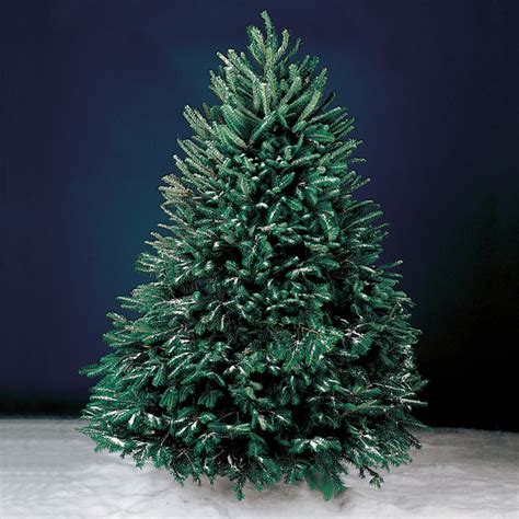 The Freshly Cut Christmas Trees Hammacher Schlemmer