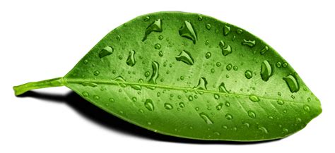 Leaf Water Drop Png Transparent Image Png Mart