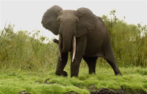 Gabon African Forest Elephants