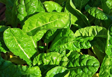Young Spinach Free Stock Photo Public Domain Pictures