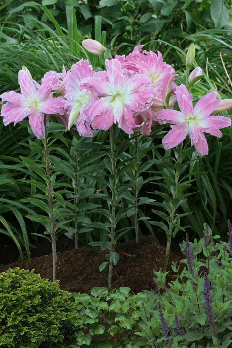 Lotus Elegance Lily Bulb