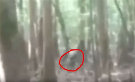 New Breakdown Video Of The Juvenile Bigfoot Scape Ore Swamp Footage