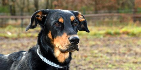 The beauceron is the largest of the french sheepdogs. Assurance santé Beauceron : pourquoi une mutuelle pour ce ...