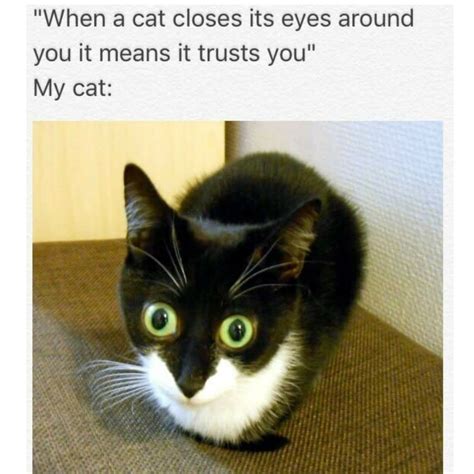 28 Cursed Images That Are Just Plain Wrong Cat Memes Kitty Funny