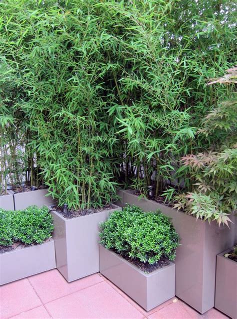 We Live Privacy Plants That Are Hard To Control Bamboo Tall Grasses